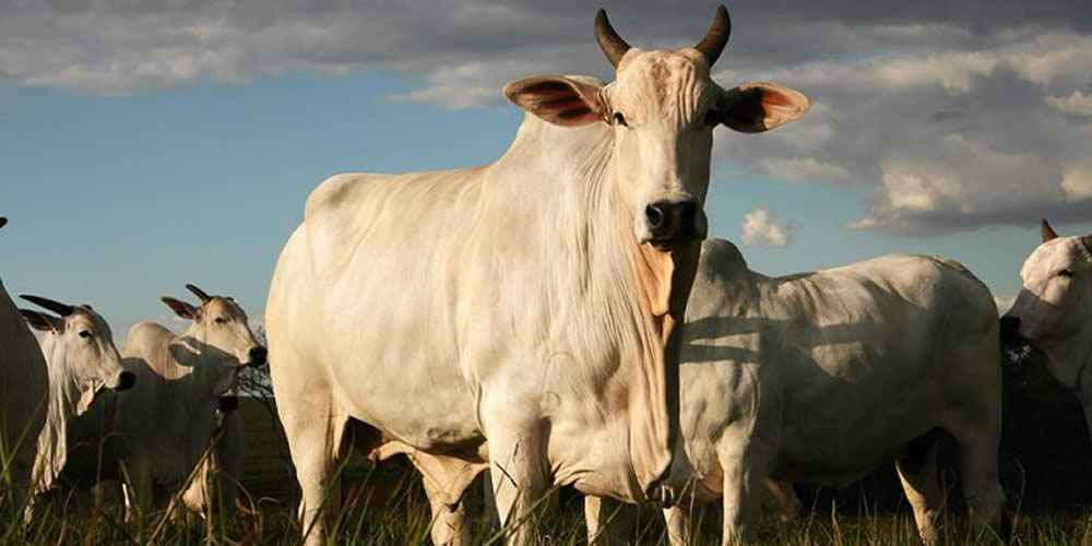 Agrodefesa alerta para notificação de suspeita de enfermidades nos animais