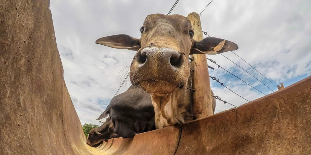 Pecuaristas precisam ficar atentos as regras no transporte bovinos e bubalinos