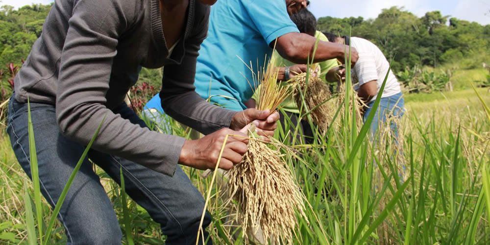 Governo fixa medidas para garantir a segurança alimentar da população