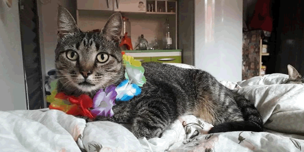 Nota de desaparecimento gato macho