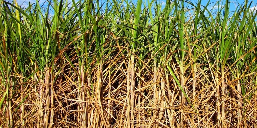 Goiás deve produzir mais de 75,78 milhões de toneladas de cana-de-açúcar na safra 2020/21