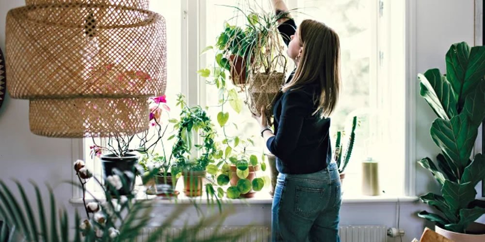 Cientistas dizem que jardinagem traz felicidade. Saiba por onde começar