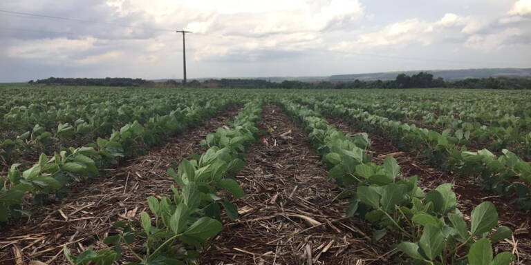 Cotação Agronegocio Cidade Jataí Goiás