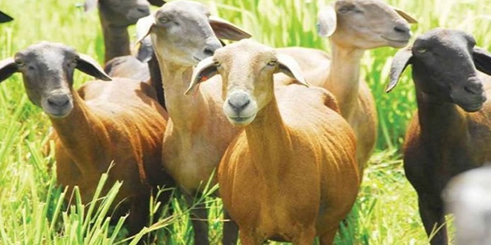 Governo de Goiás, por meio da Agrodefesa, orienta sobre normas para movimentar caprinos e ovinos