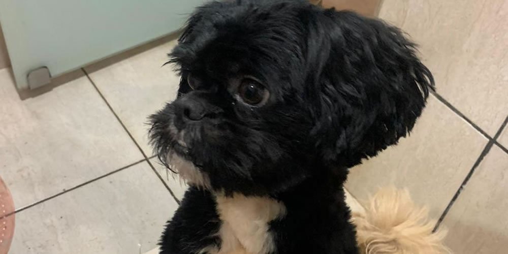 Nota de desaparecimento: Cachorro da raça Shih-tzu Nota de desaparecimento: Cachorro da raça Shih-tzu