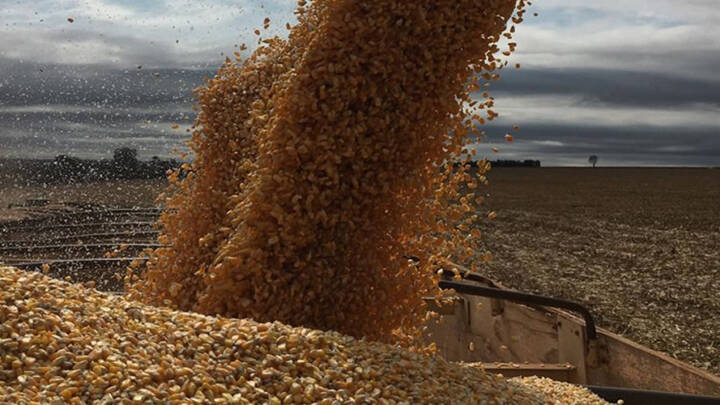 Avanço da colheita pressiona preço do milho em Goiás