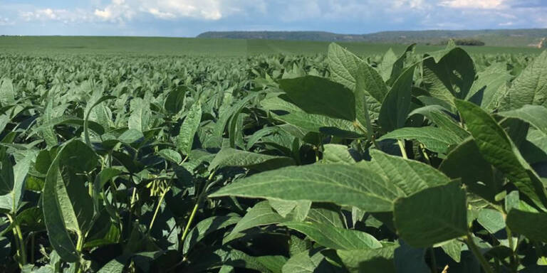 Cotação agronegocio cidade jataí goiás plantação soja sorgo verde ceu azul