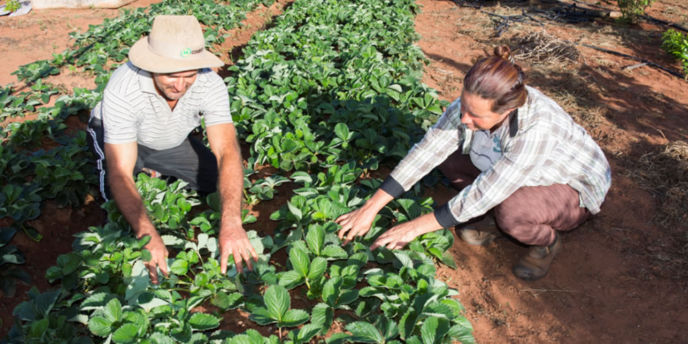 Governo anuncia benefícios para a agricultura familiar em Goiás