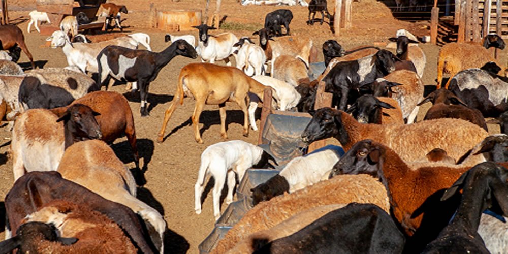 Produtores afirmam que lucro de cordeiros para corte supera carne bovina Senar Goiás estimula a criação