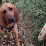 equipe com cães de Busca e Salvamento bombeiros goiás