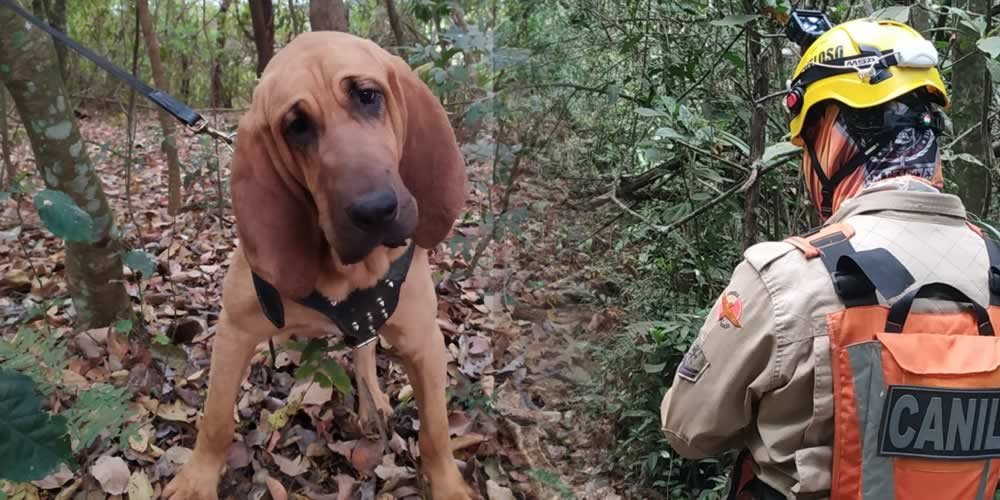 equipe com cães de Busca e Salvamento bombeiros goiás