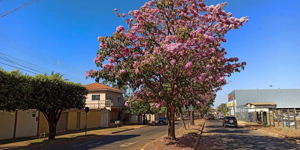 jatai ipe rosa jatai clima tempo cerrado goaino