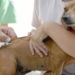 Campanha de Vacinação contra a Raiva Animal se estende em virtude da pandemia do Coronavírus