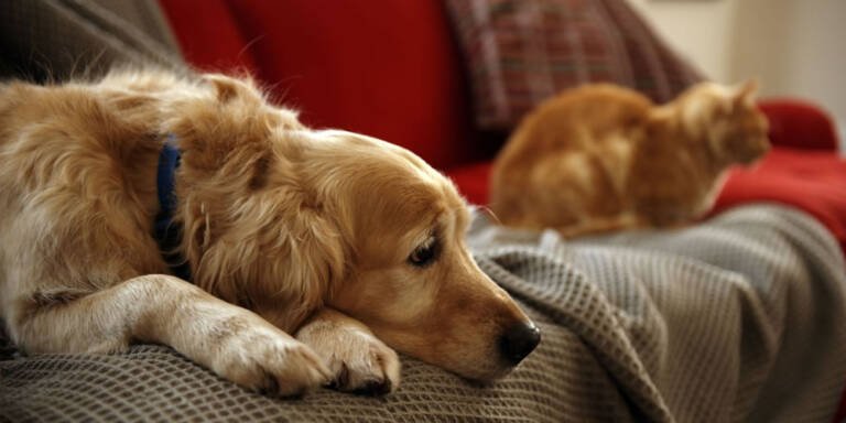 Senado aprova aumento de pena para agressores de cães e gatos