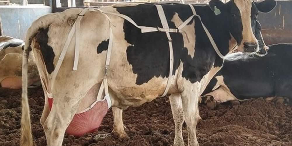 'Sutiãs’ para vacas veterinária explica que sustentador de úbere aumenta o bem-estar animal e ajuda em casos de frouxidão ligamentar
