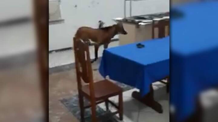 Lobo-guará invade refeitório do Exército e ‘passeia’ pelo local, em Jataí; vídeo