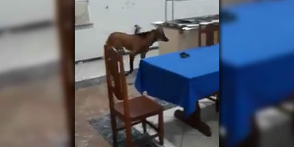 Lobo-guará invade refeitório do Exército e ‘passeia’ pelo local, em Jataí; vídeo
