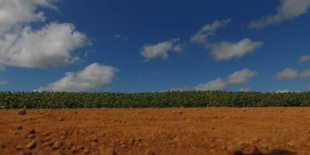 Cotação Agronegocio Soja Milho Plantação Cidade Jataí Goiás