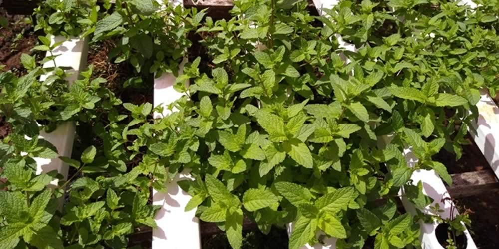 Cultivo hidropônico é alternativa rentável em zonas urbanas