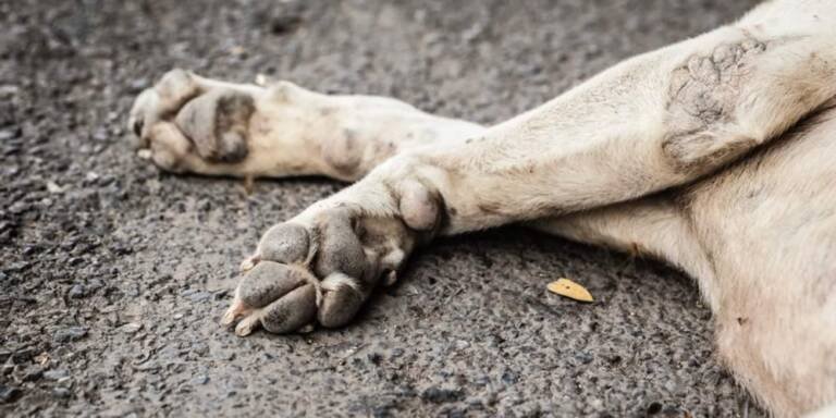 PL propõe pena para motorista que atropelar cães e gatos