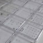 ‘Sementes misteriosas’ de origem asiática são analisadas em laboratório de Goiânia