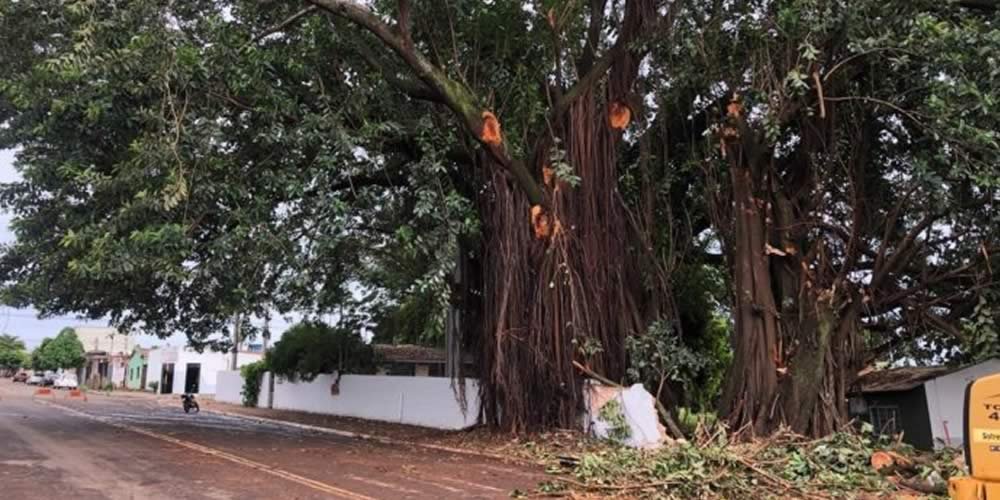 A Prefeitura de Jataí, através da Secretaria Municipal de Meio Ambiente, realizará a poda nas gameleiras situadas no Colégio Estadual José Feliciano Ferreira
