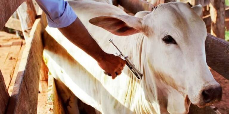 Agrodefesa orienta declarar vacinação contra aftosa e raiva