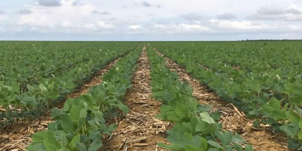 Cotação agronegocio cidade jataí goias