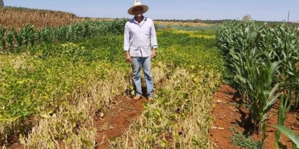 Emater e Embrapa validam produtividade de feijão agroecológico