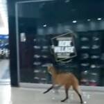 Lobo-guará é flagrado em shopping de Jataí; assista ao vídeo