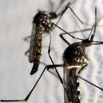dengue mosquito