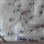 O combate do mosquito Aedes aegypti não pode parar