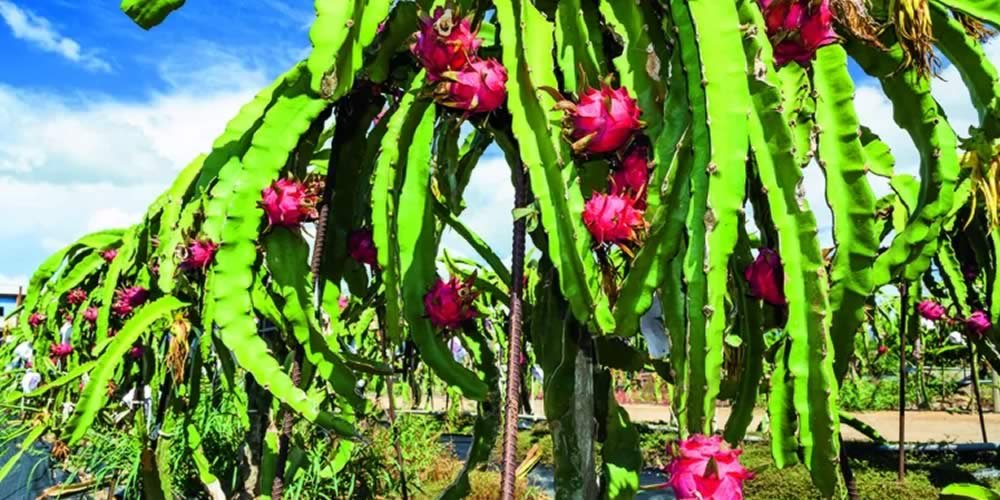 Pitaia é Cultivada Por Pequenos Produtores Goianos por Exigir Menos Mão De Obra