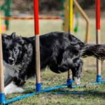 A IMPORTÂNCIA DO ENRIQUECIMENTO AMBIENTAL PARA ANIMAIS DE ESTIMAÇÃO