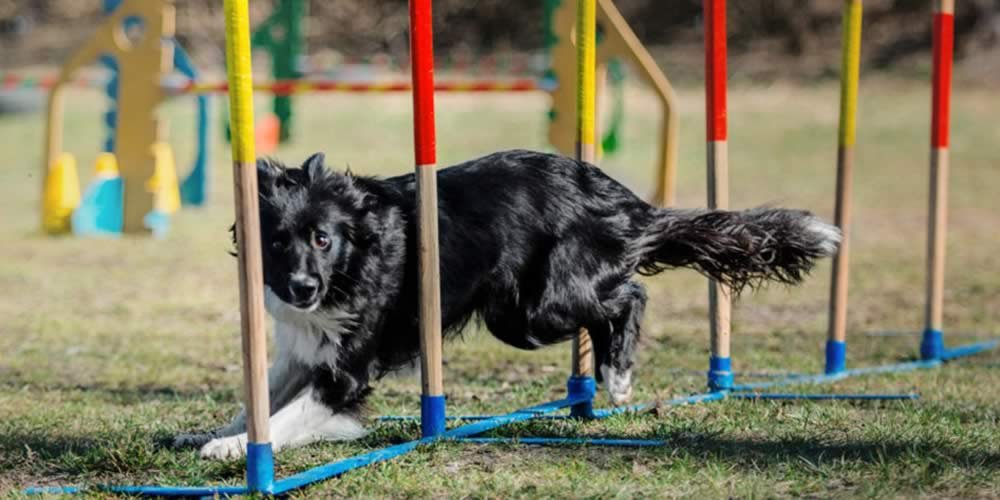A IMPORTÂNCIA DO ENRIQUECIMENTO AMBIENTAL PARA ANIMAIS DE ESTIMAÇÃO