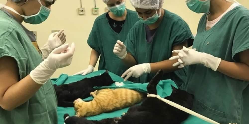 CIRURGIAS VETERINÁRIAS PODEM SER SUSPENSAS PARA REDUZIR USO DE INSUMOS