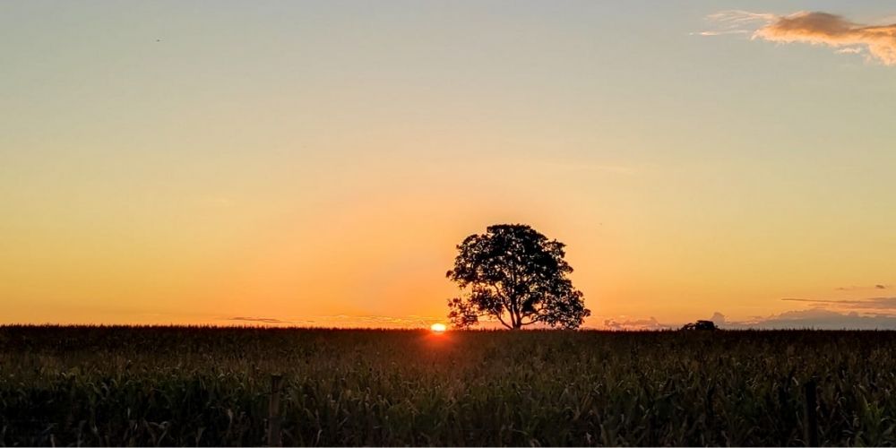 COTAÇÃO AGRONEGOCIO CIDADE JATAÍ GOIÁS BRASIL POR DO SOL ARVORE