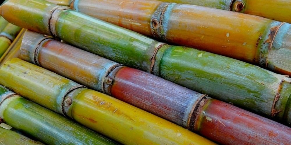 GOIÁS DEVE SE TORNAR O SEGUNDO MAIOR PRODUTOR DE CANA-DE-AÇÚCAR DO PAÍS, DIZ CONAB