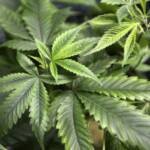 cÂMARA APROVA PROJETO QUE AUTORIZA PLANTIO DE CANNABIS