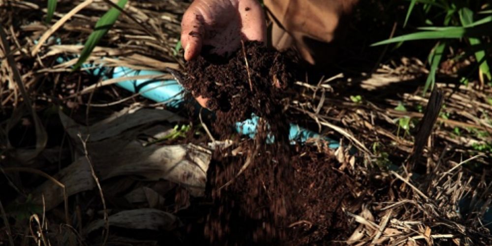 O uso de bioinsumos no Brasil evolui e deve ser destaque mundial nos próximos anos