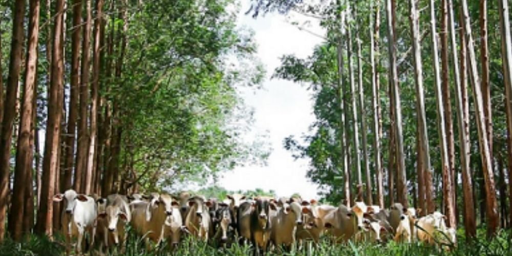 Senar Goiás ensina como diversificar produção e lucrar mais no mesmo terreno