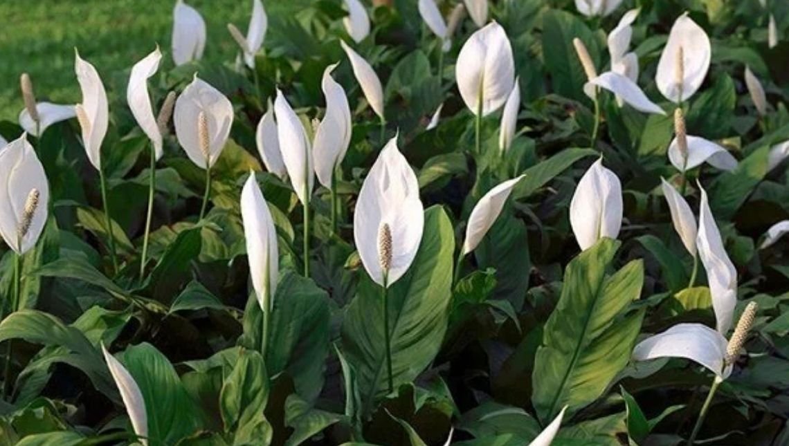 Conheça flor que, além de purificar o ar, serve como amuleto da sorte
