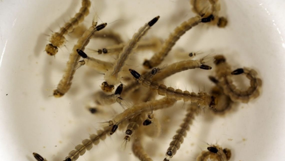 Pesquisadores desenvolvem larvicida ecossustentável contra Aedes aegypti