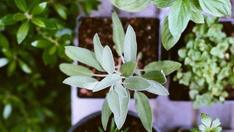 8 ervas da proteção como utilizar o poder das plantas a seu favor