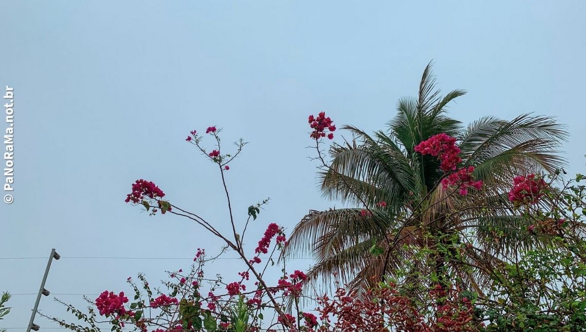 Clima Tempo Previsão Cidade Jataí Goiás Brasil Céu Nublado Coqueiro