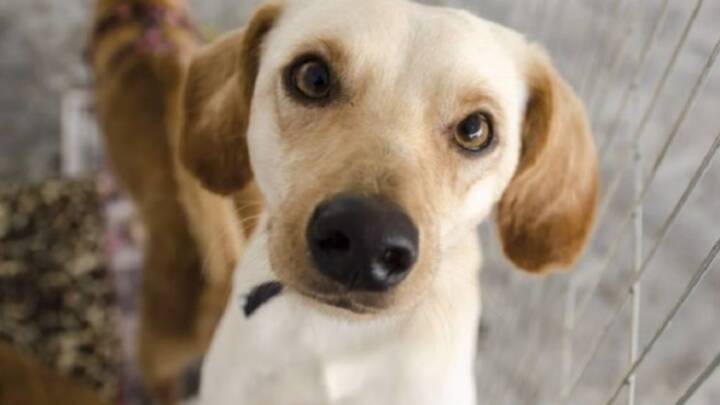 Deputados aprovam lei que proíbe canis e centros de zoonoses de matarem cães e gatos