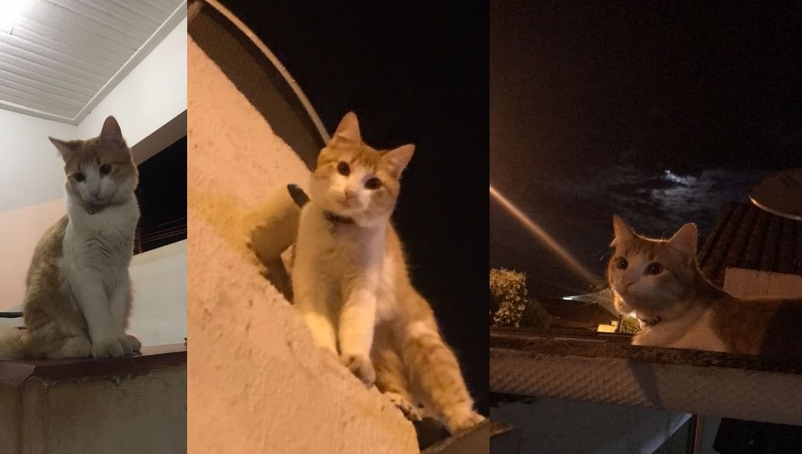 Família procura por gatinho desaparecido