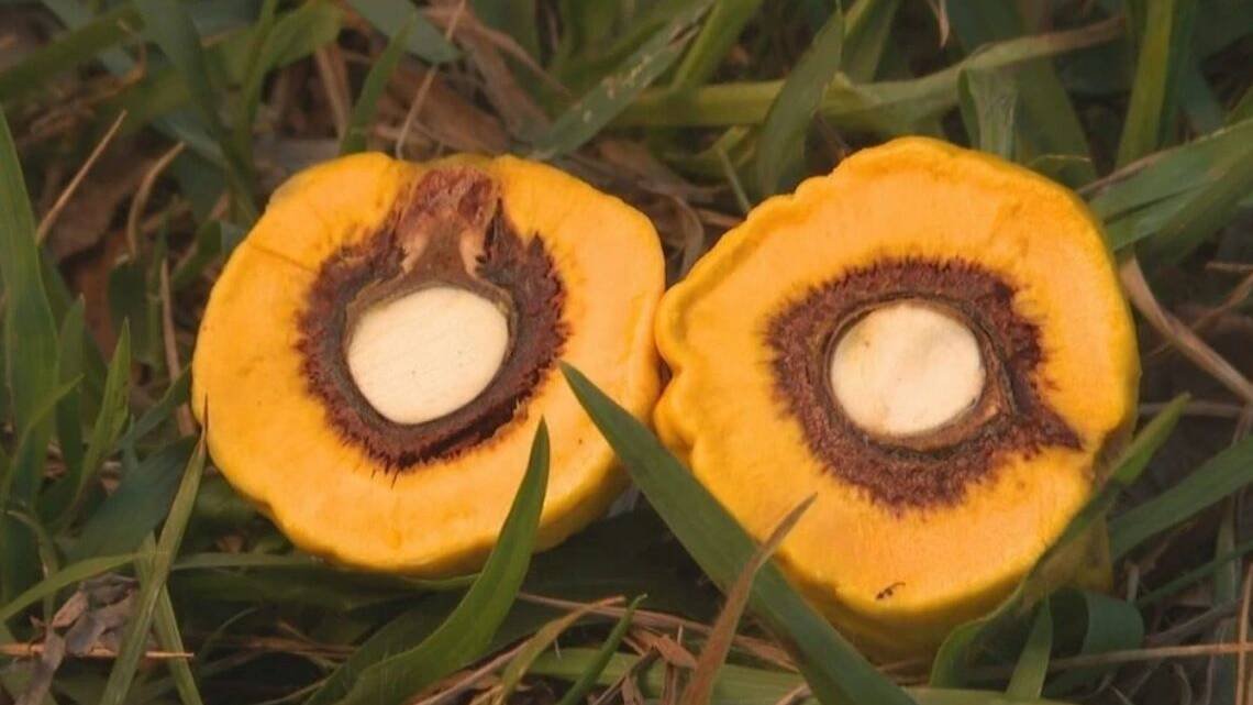 Goianos poderão comer pequi sem espinhos em até um ano e meio Goianos poderão comer pequi sem espinhos em até um ano e meio