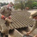 filhotes urubu jatai bombeiros