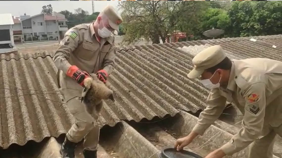 filhotes urubu jatai bombeiros
